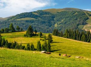 Cows grazing near conifer forest in mountains. Lovely rural landscape in Summer - Biodiversity Workshop 25 October 2017: 