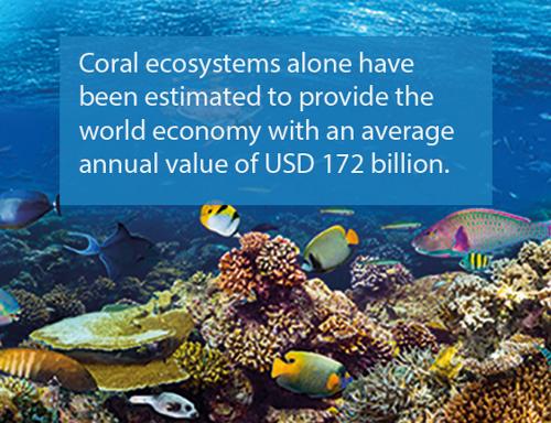 Ocean conservation and sustainable use - ocean